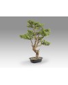 SOKAN - BONSAI 81CM